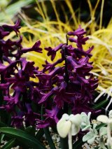  【SALE】秋植え球根  15~30％OFFセール 開催中です!  