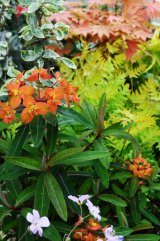 メンバーシップ「ACID NATURE 乙庭 Garden & Life」 を開設しました