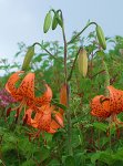 画像5: リリウム　ライヒトリニー(1球植え) (5)