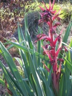 グアバ苗木　取木苗　赤(大実) 断捨離中！ Amazon.co.jp: ラズベリー 苗木 グレンプロセン (とげなし) (赤