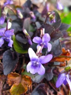 乙苗 - ACID NATURE 乙庭 (Page 5)