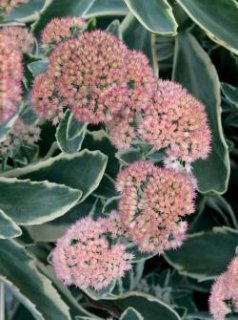 乙苗 - ACID NATURE 乙庭 (Page 6)