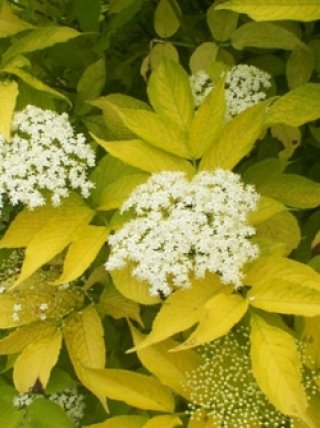 大株　コアジサイ　抜き苗　2株 大株 コアジサイ 抜き苗 2株 苗木・植木