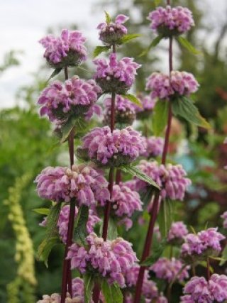 全商品 - ACID NATURE 乙庭 (Page 3)