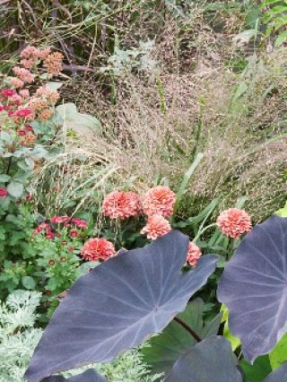 乙苗 - ACID NATURE 乙庭 (Page 1)