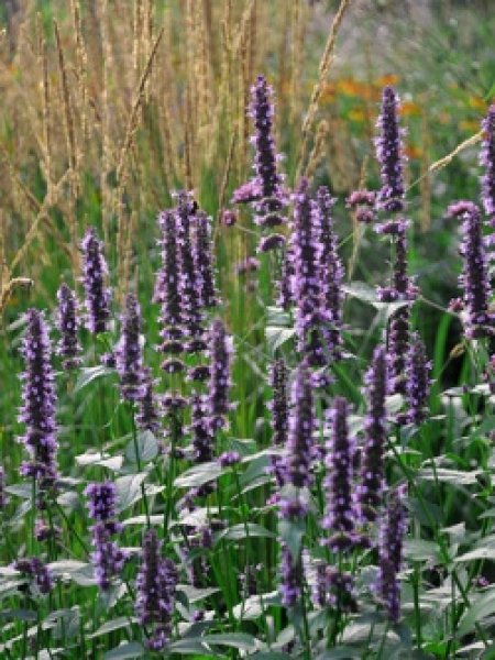 アガスターシェ ブラックアダー - ACID NATURE 乙庭