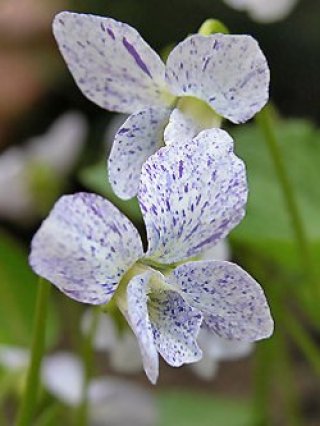 乙苗 - ACID NATURE 乙庭 (Page 1)