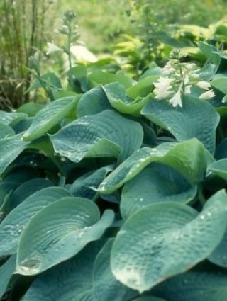 ホスタ - ACID NATURE 乙庭