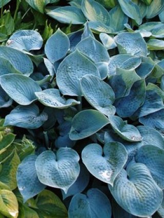 ホスタ - ACID NATURE 乙庭