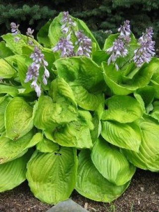 ホスタ - ACID NATURE 乙庭