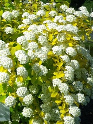 樹木 - ACID NATURE 乙庭