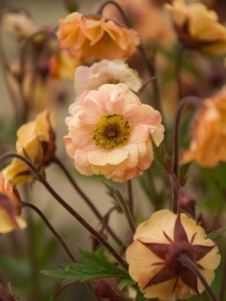 乙苗 - ACID NATURE 乙庭 (Page 2)