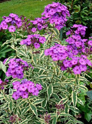 全商品 - ACID NATURE 乙庭 (Page 7)