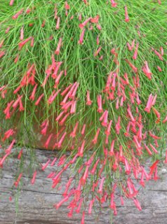 ペンステモン ダークタワーズ - ACID NATURE 乙庭