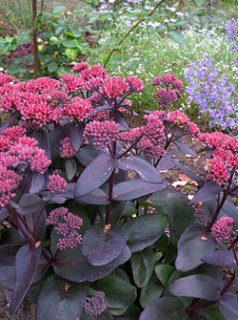 乙苗 - ACID NATURE 乙庭 (Page 6)