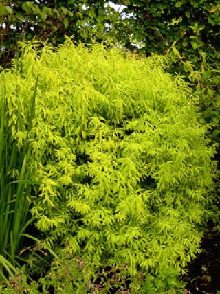 乙苗 - ACID NATURE 乙庭 (Page 3)