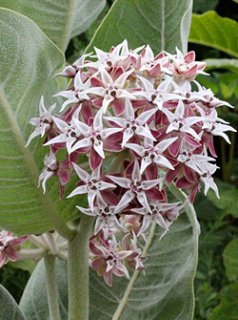 乙苗 - ACID NATURE 乙庭 (Page 3)