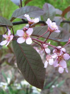 樹木 - ACID NATURE 乙庭