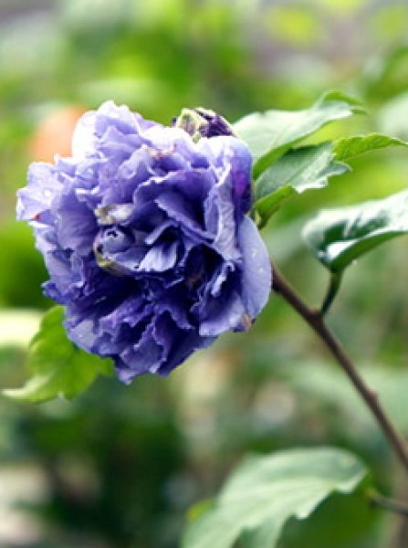 玉虫のように色を変え深く沈む花紫に。アンティークの道行きです 楽天市場】ムクゲ 紫玉(シギョク) 苗木 6号 : 千草園芸