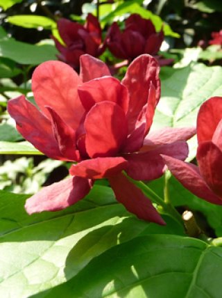 樹木 - ACID NATURE 乙庭