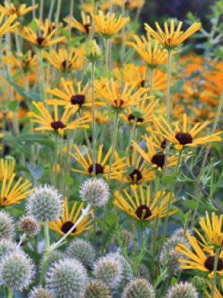 全商品 - ACID NATURE 乙庭 (Page 8)