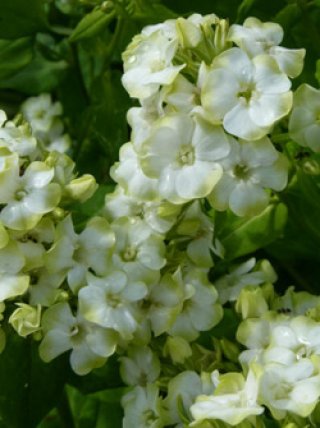 ボウラン白斑白花 楽天市場】白花の西洋ニンジンボクしろばな2024年8月開花西洋