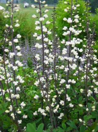 全商品 - ACID NATURE 乙庭 (Page 3)