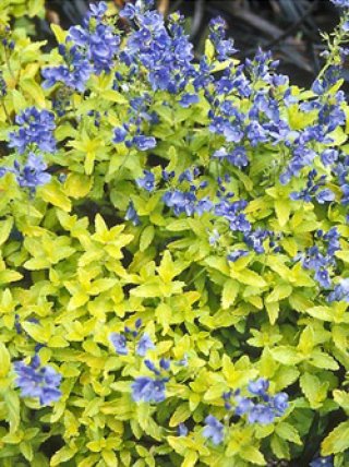 全商品 - ACID NATURE 乙庭 (Page 8) 全商品 - ACID NATURE 乙庭 (Page 8)