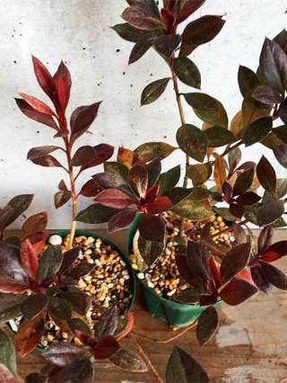 U-オルガマリー　赤く染まる大平原　BT BDB】赤く染まる大平原 / U-オルガマリー【N】BB-FGO2-003d - C