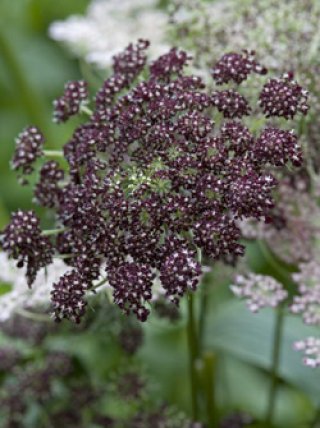 乙苗 - ACID NATURE 乙庭 (Page 1)