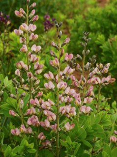 ●売却済● パールアカシアとプロテアのスワッグ　2個(約28cm、23cm) ○売却済○ パールアカシアとプロテアのスワッグ 2個(約28cm、23cm