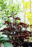 画像2: パエオニア（=芍薬)　ブラックビューティ　（6号大苗） (2)