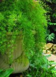 画像3: アスパラガス　スプレンゲリ (5号 大苗) (3)