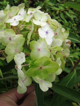 アジサイ - ACID NATURE 乙庭