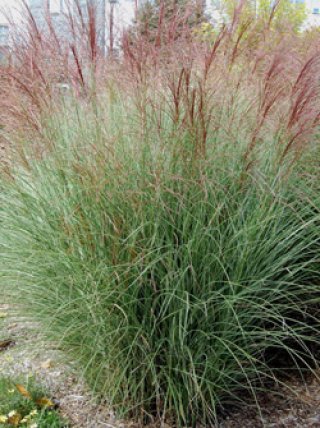 全商品 - ACID NATURE 乙庭 (Page 7)