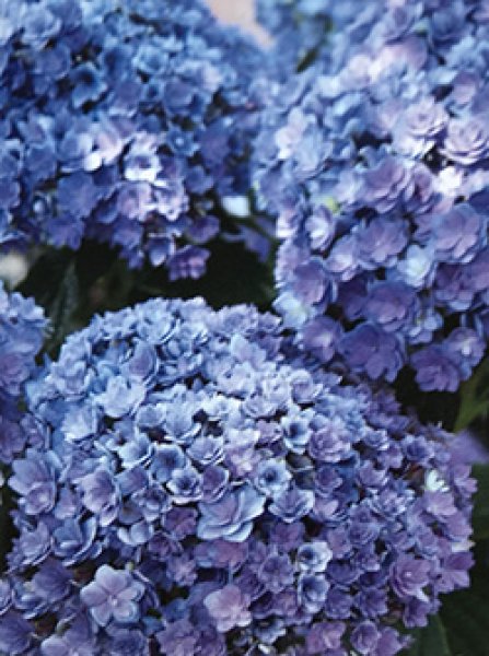 ブラック 紫陽花様 塩原園芸オリジナル】 秋色系紫陽花 『クイーンズブラック