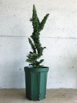 画像3: カマエキパリス　オブツーサ (＝ヒノキ)　チリメン（4号） (3)