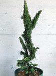 画像4: カマエキパリス　オブツーサ (＝ヒノキ)　チリメン（4号） (4)