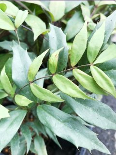 全商品 - ACID NATURE 乙庭 (Page 8)