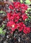 画像1: ラゲルストロエミア　(＝サルスベリ)  カラス葉 赤花 (1)