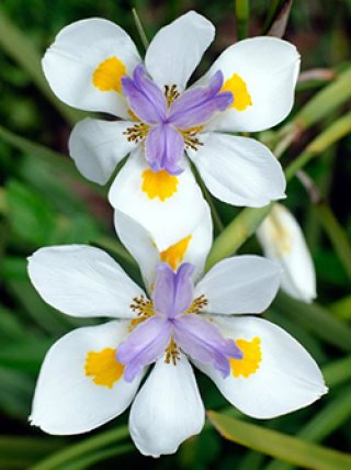 全商品 - ACID NATURE 乙庭 (Page 3)