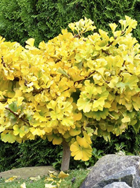 （真作）丘は杏子の花盛り おやすみ💤