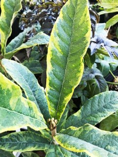 全商品 - ACID NATURE 乙庭 (Page 4)