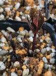 画像3: クロランスス　ジャポニクス　（＝ヒトリシズカ）　　佐渡赤花 (3)