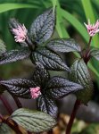 画像1: クロランスス　ジャポニクス　（＝ヒトリシズカ）　　佐渡赤花 (1)