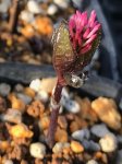画像4: クロランスス　ジャポニクス　（＝ヒトリシズカ）　　佐渡赤花 (4)