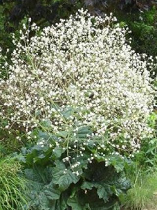 ボウラン白斑白花 全商品 - ACID NATURE 乙庭 (Page 8)