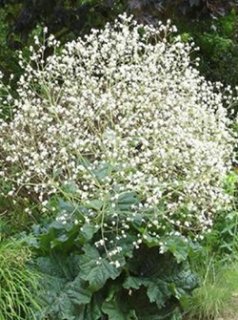 全商品 - ACID NATURE 乙庭 (Page 4)