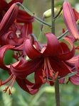画像2: リリウム　レッドベルベット (1球植え) (2)