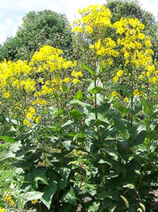 【希少】魔法のオレンジの木 風色のしおり【初回限定盤】 | 熊木杏里 | ヤマハミュージック